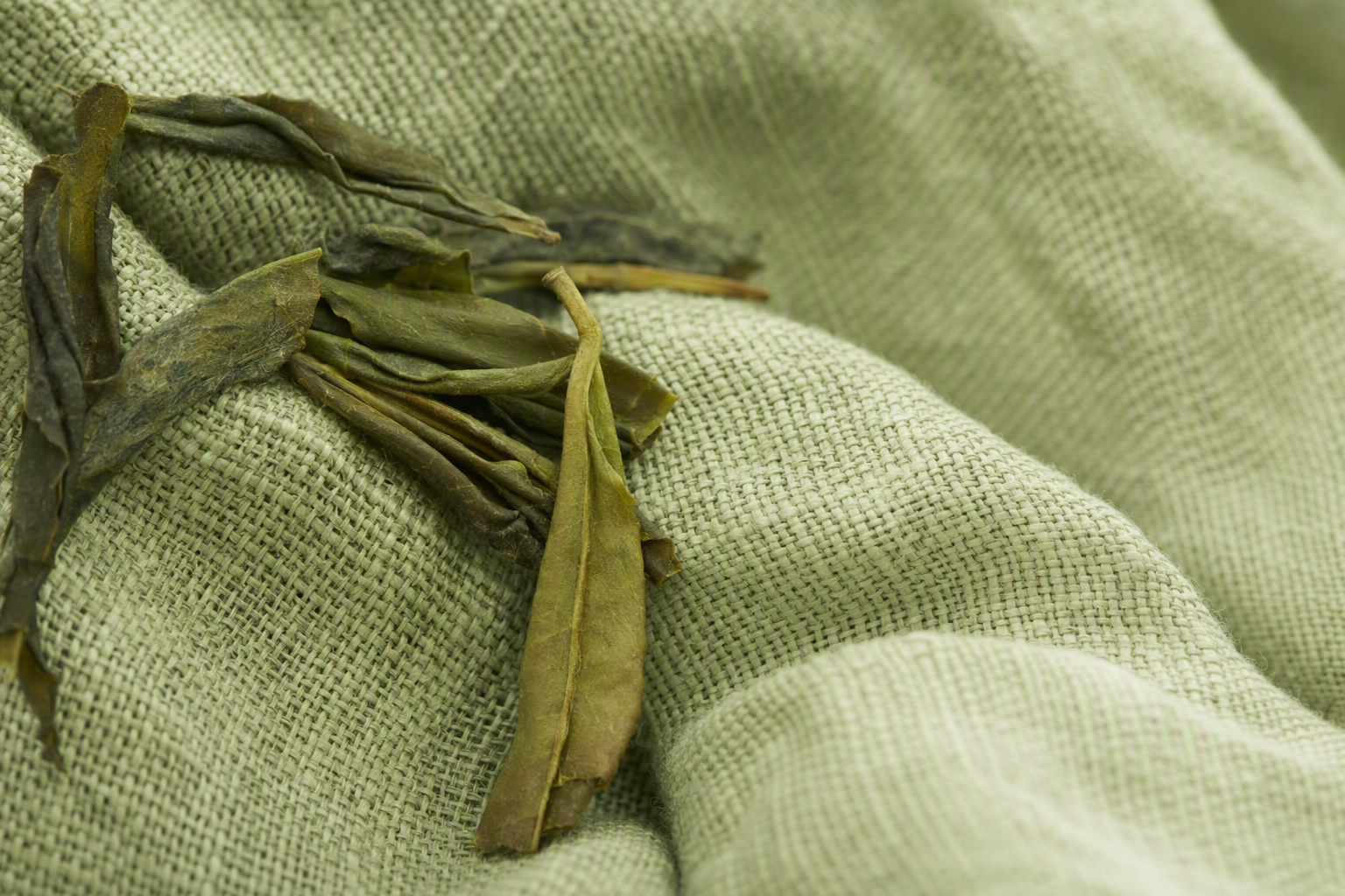 綠茶纖維